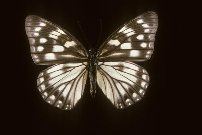 Hestina japonica by Augustus Kollner
