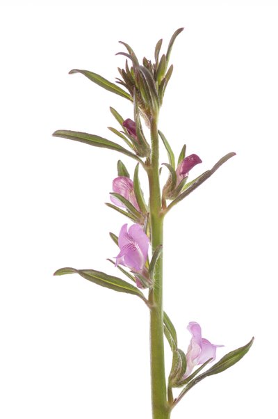 Field Muflier by Augustus Kollner