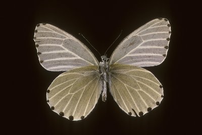 Mylothris humblot by Augustus Kollner