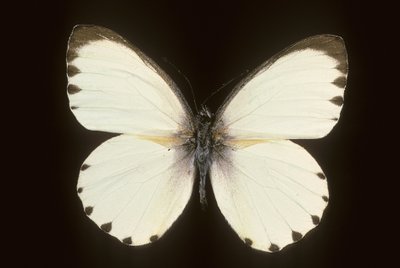 Mylothris ngaziya by Augustus Kollner