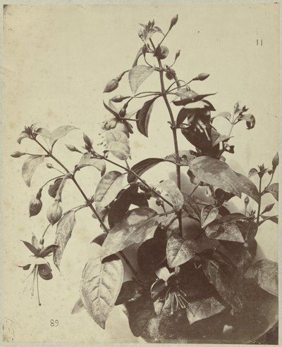 Flower Still Life with Fuchsia by Charles Hippolyte Aubry