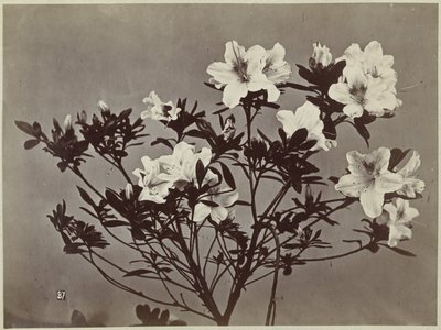 Flower Still Life with Lilies by Charles Hippolyte Aubry