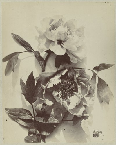 Flower Still Life with Peonies by Charles Hippolyte Aubry