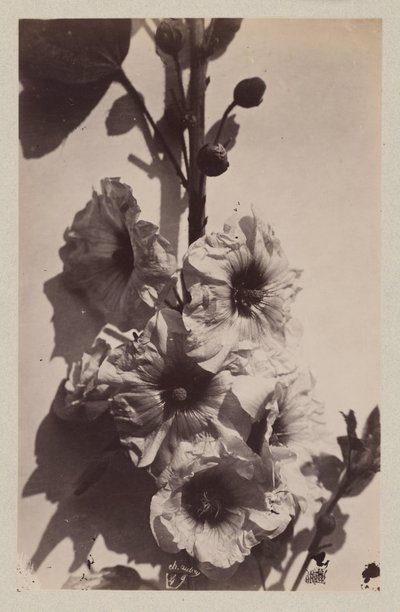 Flower Still Life with Hollyhock by Charles Hippolyte Aubry