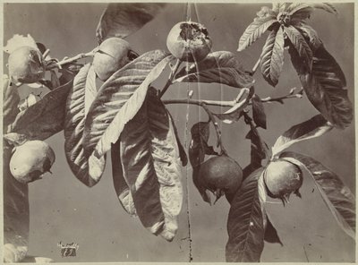 Still Life with Medlars by Charles Hippolyte Aubry