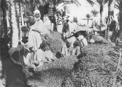 Date Picking at Gabes by Charles J. S. Makin