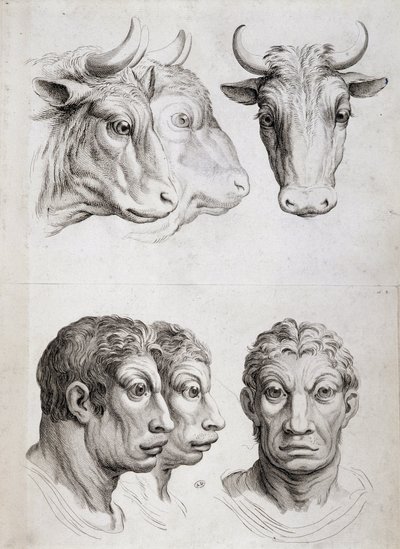 Men/cattle comparison by Charles Le Brun