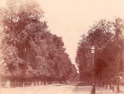 Tree-lined Avenue, 1850-53 by Charles Marville