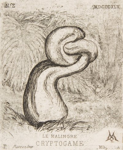 The Puny Cryptogamia by Charles Meryon