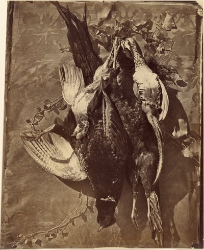 Still Life of Game Bird with Feathers by Charles Nègre