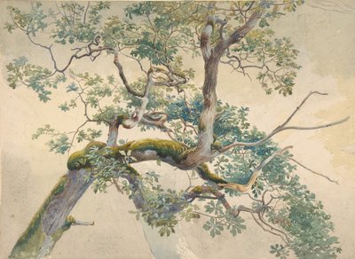 Tree Branches by Charles Reginald Aston