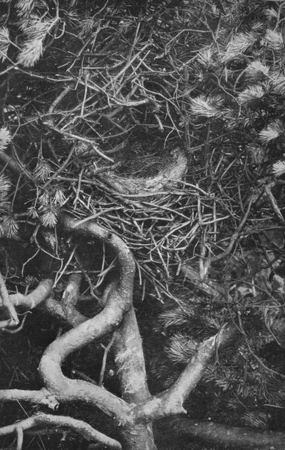 Nest of Magpie by Charles Reid