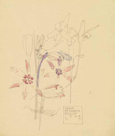 Ixias by Charles Rennie Mackintosh