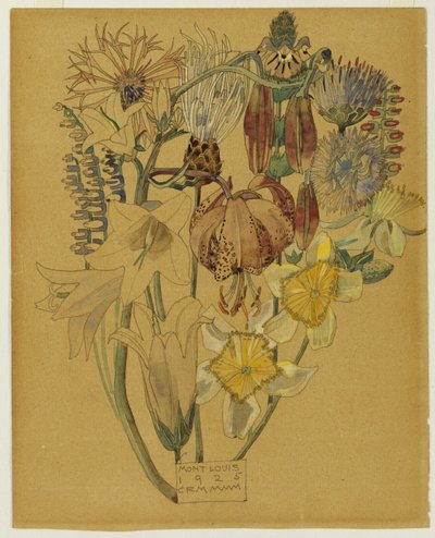 Mont Louis - Flower Study, 1925 by Charles Rennie Mackintosh