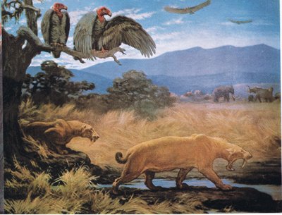Sabre Tooth Cats by Charles Robert Knight
