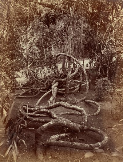 A Creeper at Bradenya by Charles T. Scowen