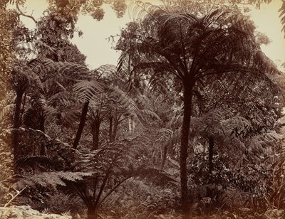 Hakgala Gardens, Nuwara Eliya by Charles T. Scowen