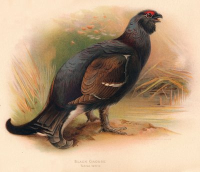 Black Grouse Tetrau Tetrix by Charles Whymper