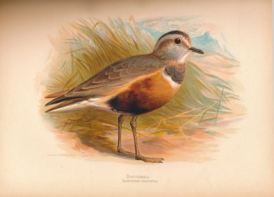 Dotterel Eudromias Morinellus by Charles Whymper