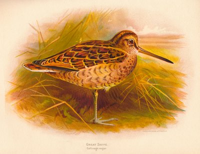 Great Snipe Gallinago major, 1900 by Charles Whymper