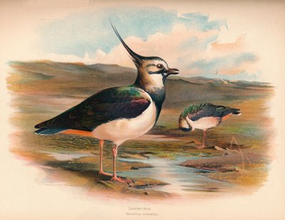Lapwing Vanellus Cristacus by Charles Whymper