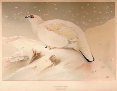 Ptarmigan Lagopus mutus, 1900 by Charles Whymper
