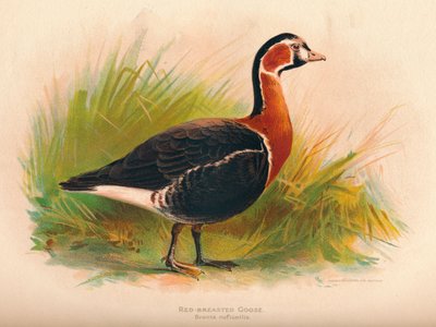 Red-Breasted Goose Branta ruficollis by Charles Whymper