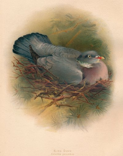 Ring Dove Columbs palumbus by Charles Whymper