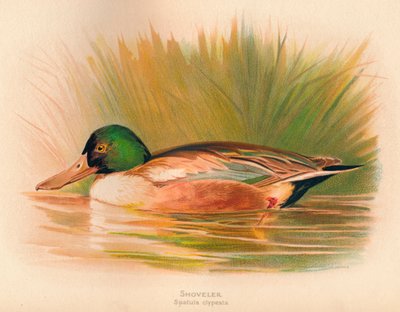 Shoveler Spatula Clypeata by Charles Whymper