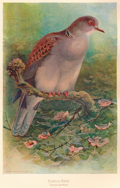 Turtle Dove Turtur Auritus, 1900 by Charles Whymper