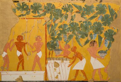 Winemaking, Tomb of Ipuy by Charles Wilkinson