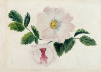 Pink roses by Charlotte Bronte
