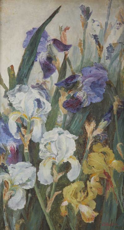 Irises by Charlotte Hodder