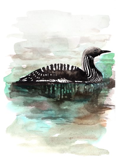 Duck by Charlotte Orr