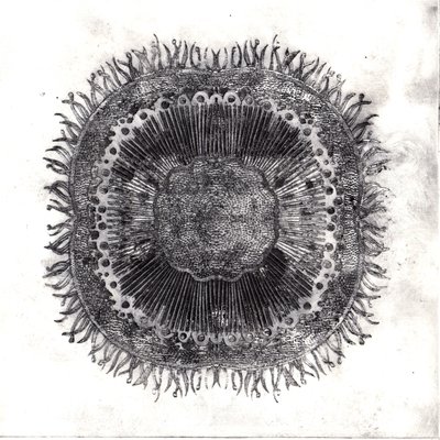 Plant Cells, 2019 by Charlotte Orr