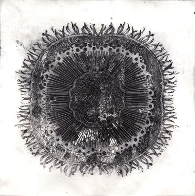 Plant Cells by Charlotte Orr