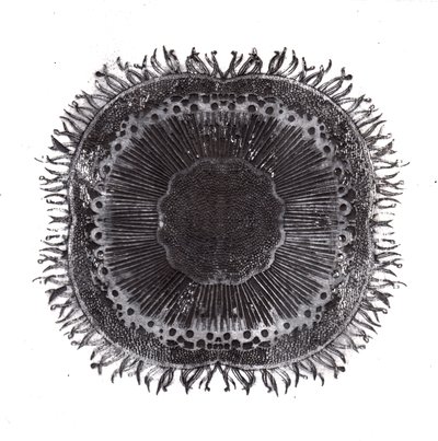 Plant Cells by Charlotte Orr