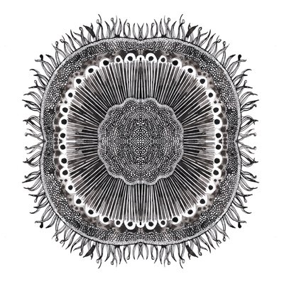 Plant Cells, 2019 by Charlotte Orr