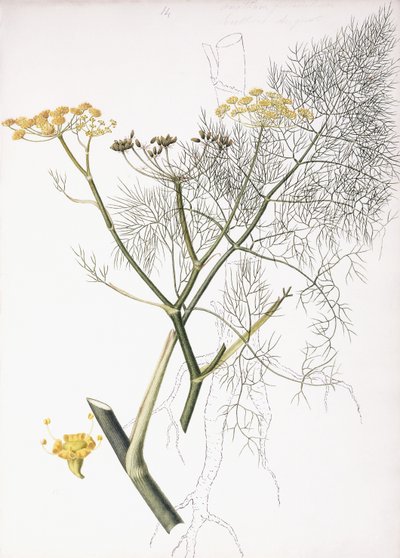 A Botanical Study by Charlotte Strickland