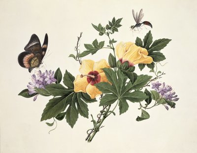 Hibiscus and Butterfly by Chinese School