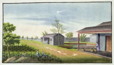 Tending tea plants by Chinese School