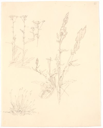 Plant Studies by Christen Købke