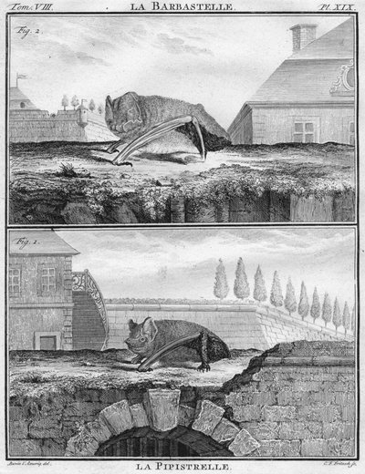 La Barbastelle & La Pipistrelle, c1763 by Christian Friedrich Fritzsch