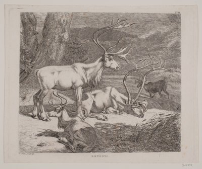 Reindeer by Christian Holm