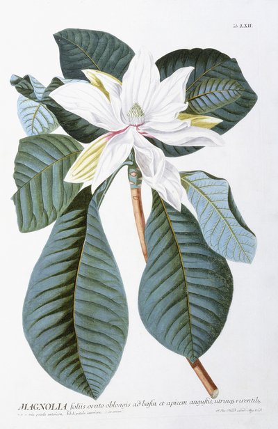 Magnolia by Christoph Jacob Trew