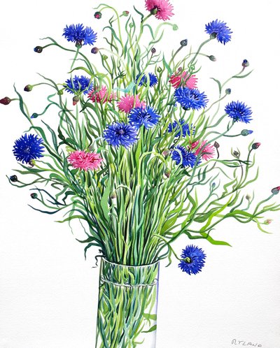 Cornflowers by Christopher Ryland