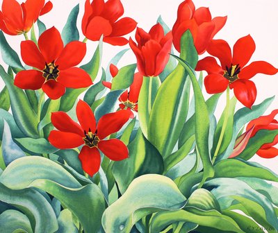 Madame Lefeber Tulips by Christopher Ryland