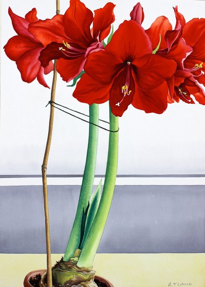 Red Amaryllis 2 by Christopher Ryland