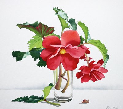 Red Begonia by Christopher Ryland