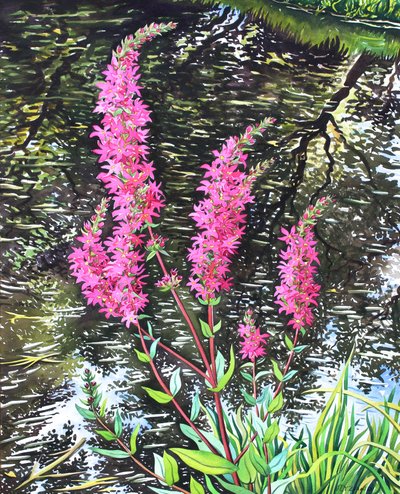 Wild Loosestrife by Christopher Ryland